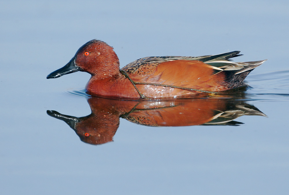 Cinnamon Teal