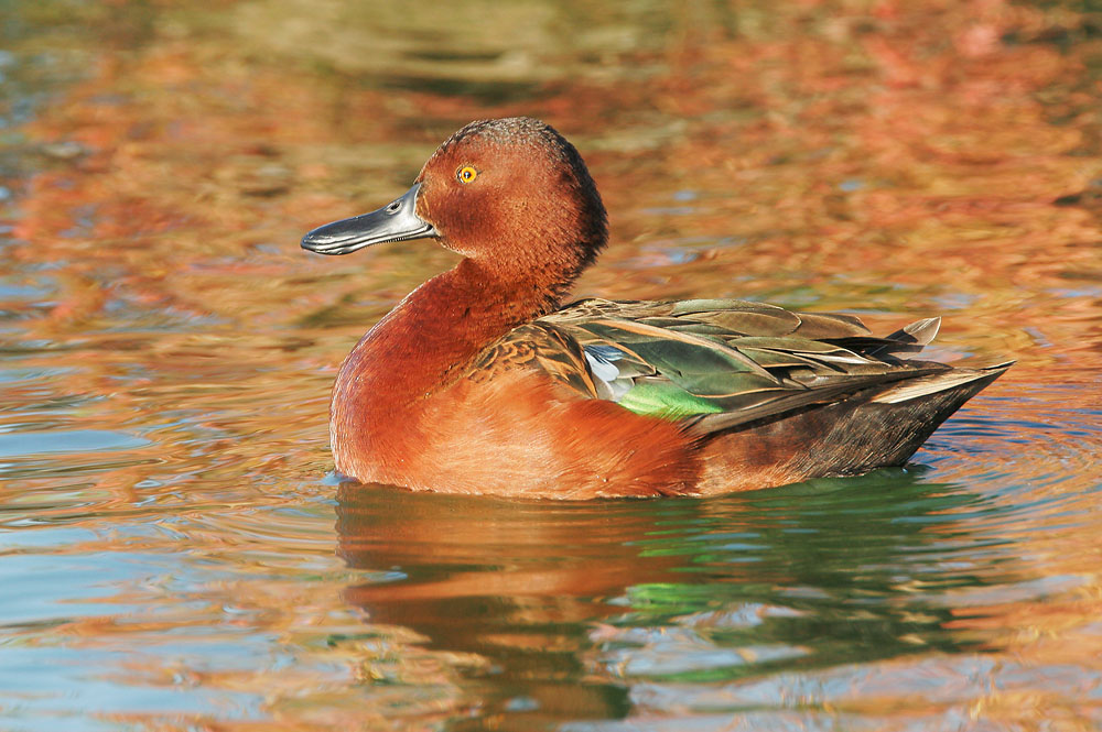 Cinnamon Teal