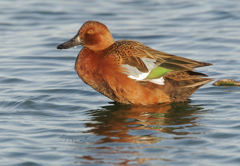 Cinnamon Teal