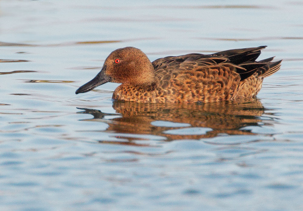 Cinnamon Teal