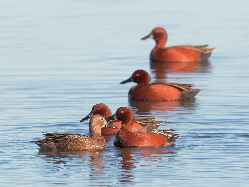 Cinnamon Teal