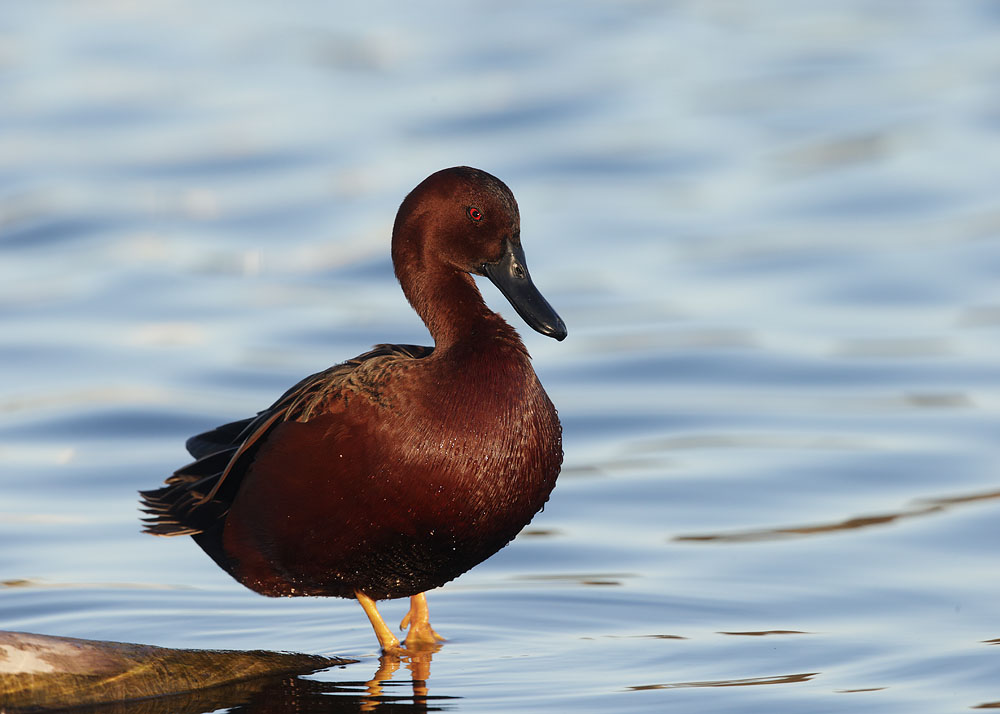 Cinnamon Teal