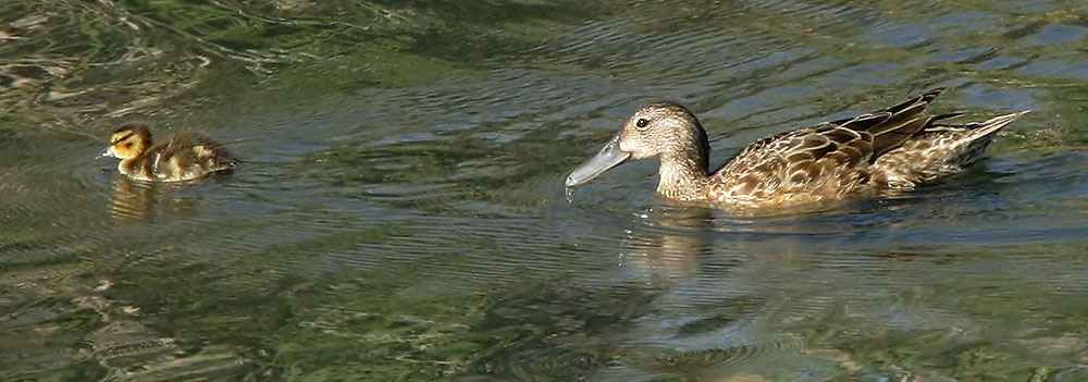 Cinnamon Teal