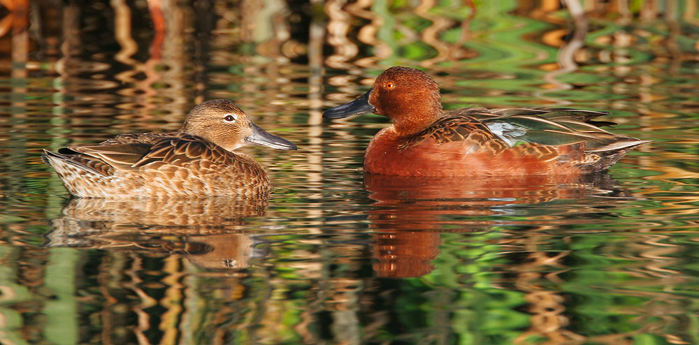 Cinnamon Teal