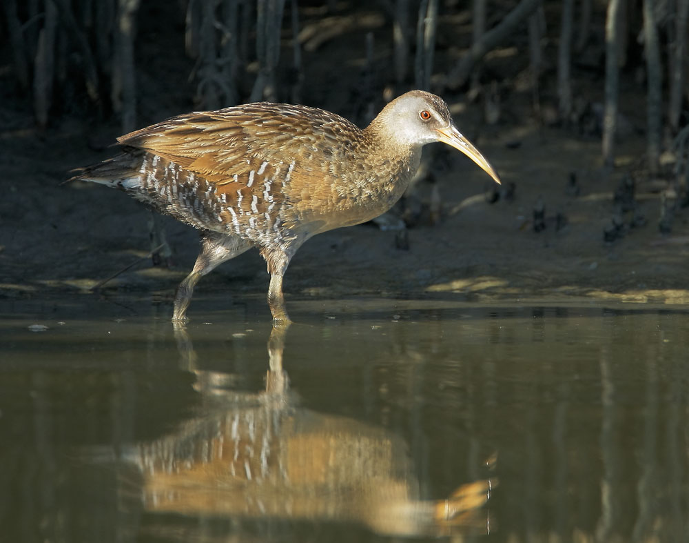 Clapper Rail