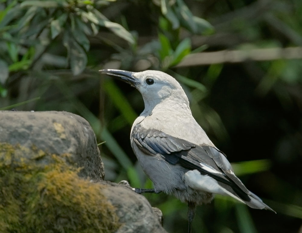 Clark's Nutcracker