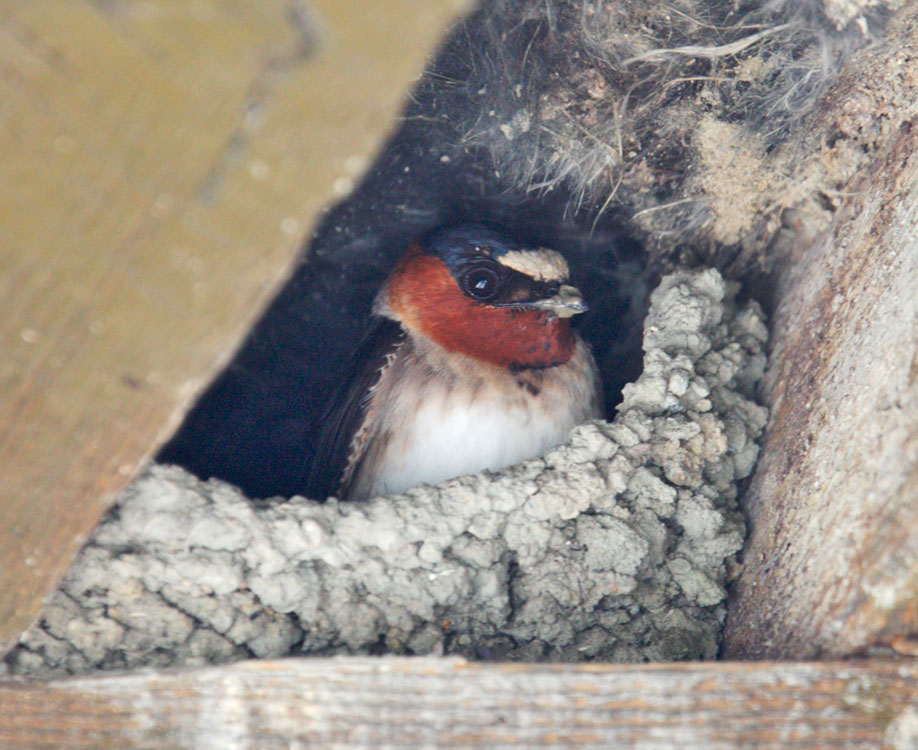 Cliff Swallow