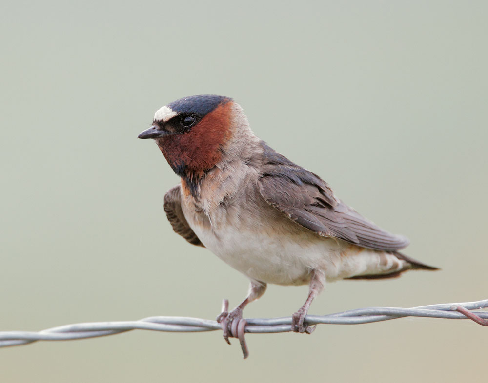 Cliff Swallow