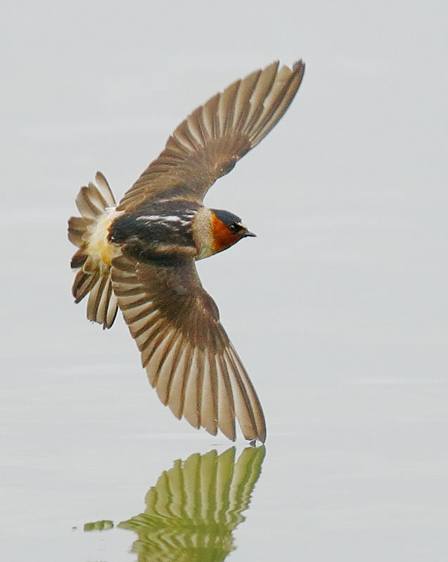 Cliff Swallow
