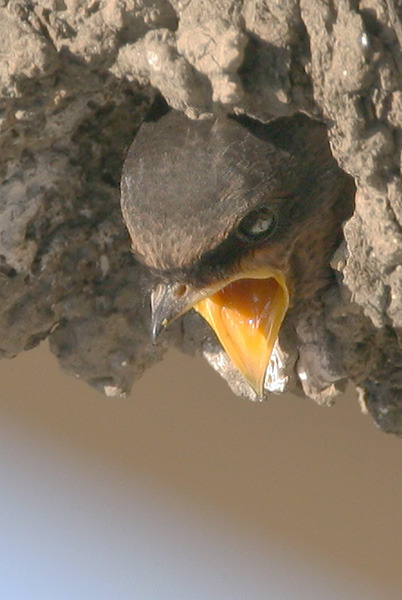 Cliff Swallow