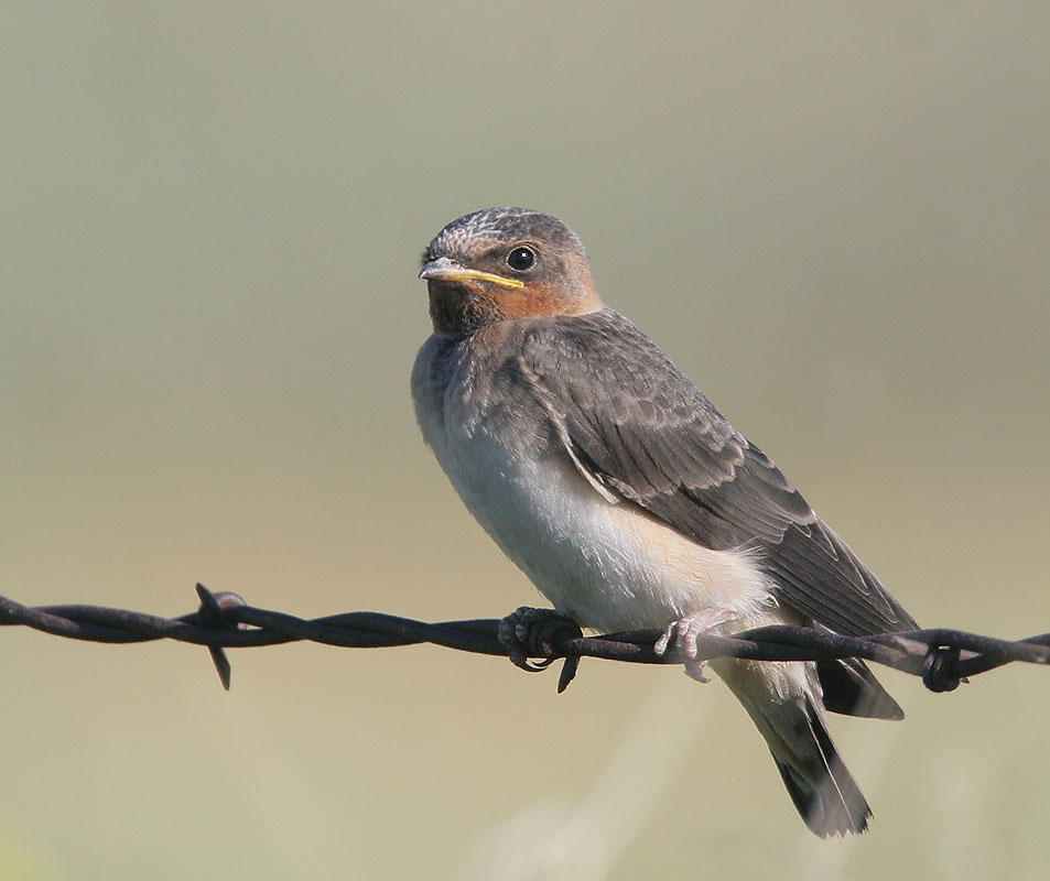 Cliff Swallow