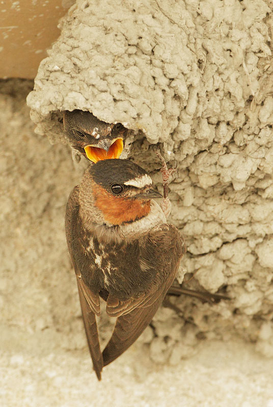 Cliff Swallows