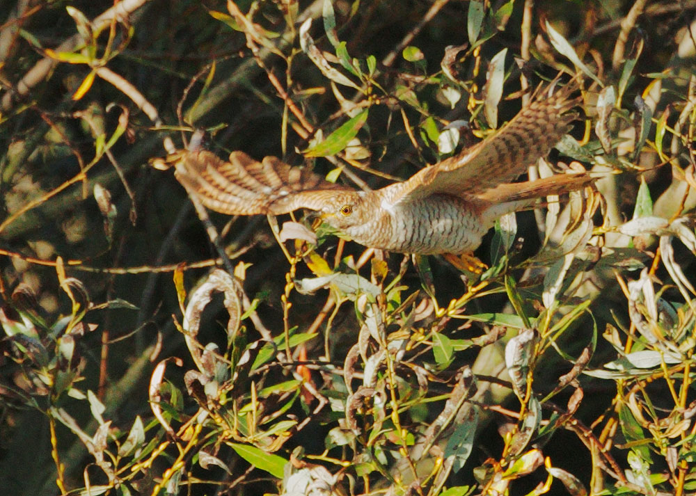 Common Cuckoo