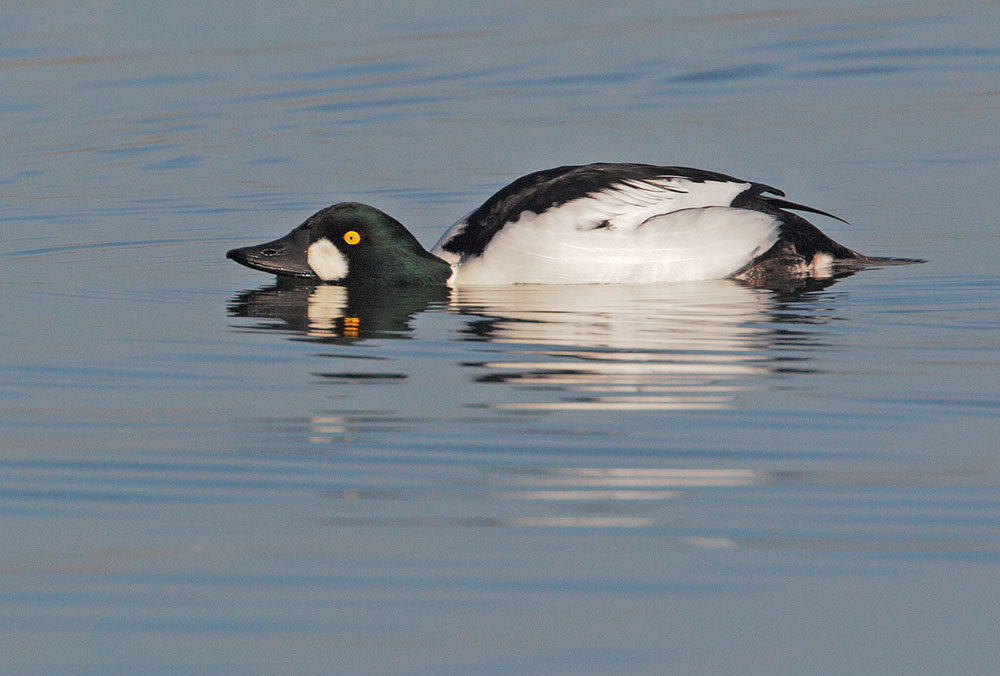 Common Goldeneye