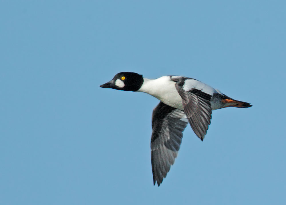 Common Goldeneye