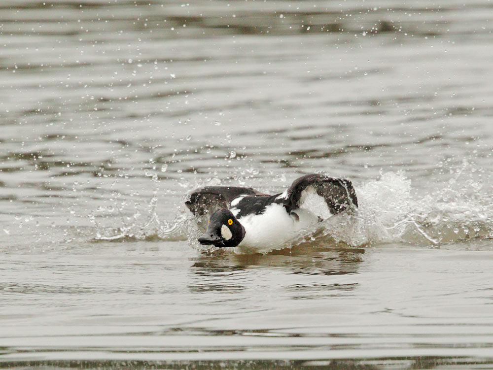 Common Goldeneye