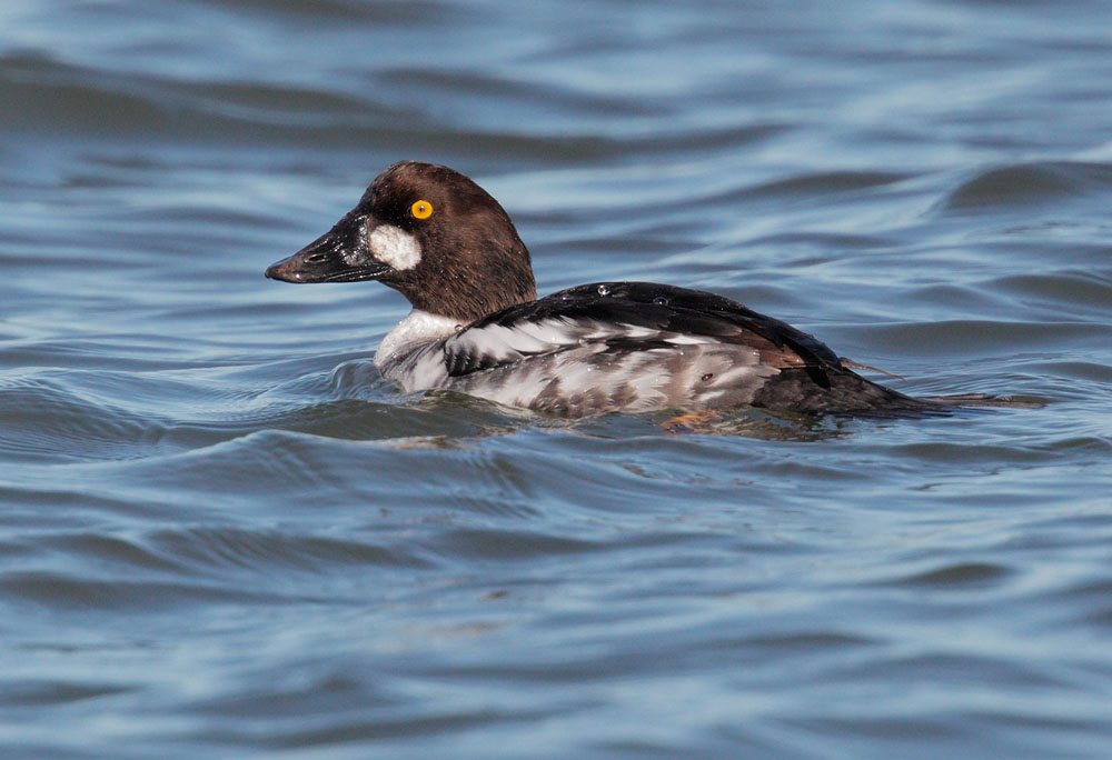 Common Goldeneye