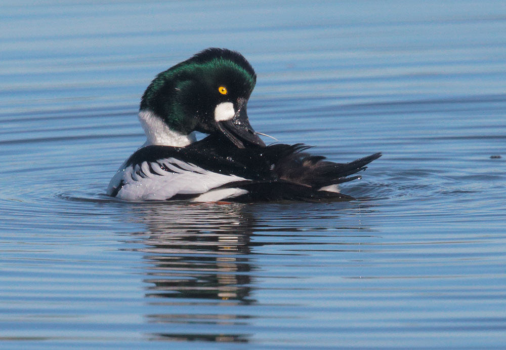 Common Goldeneye