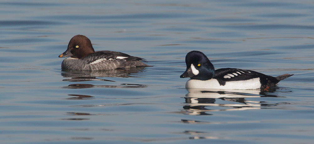 Common Goldeneye and Barrow's Goldeneye