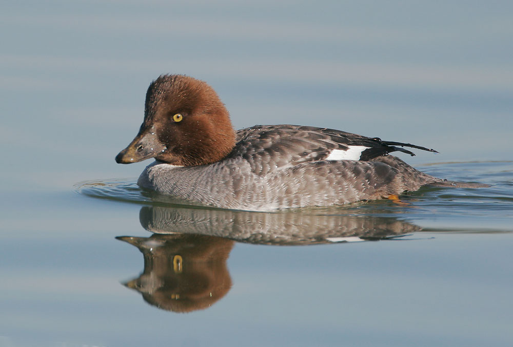 Common Goldeneye