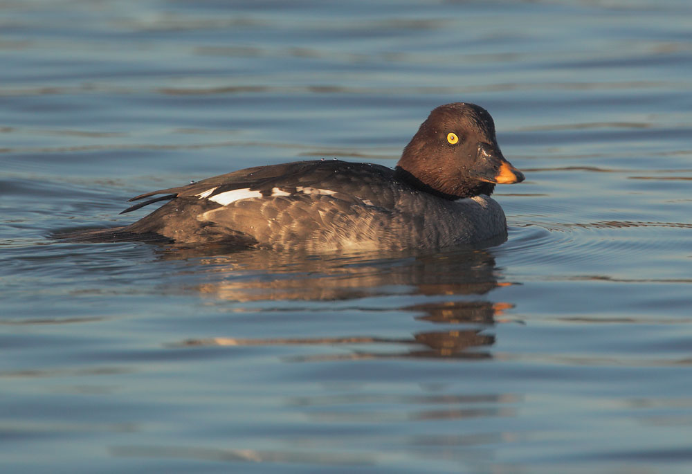 Common Goldeneye