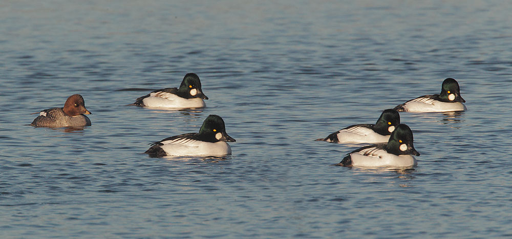Common Goldeneye Flock