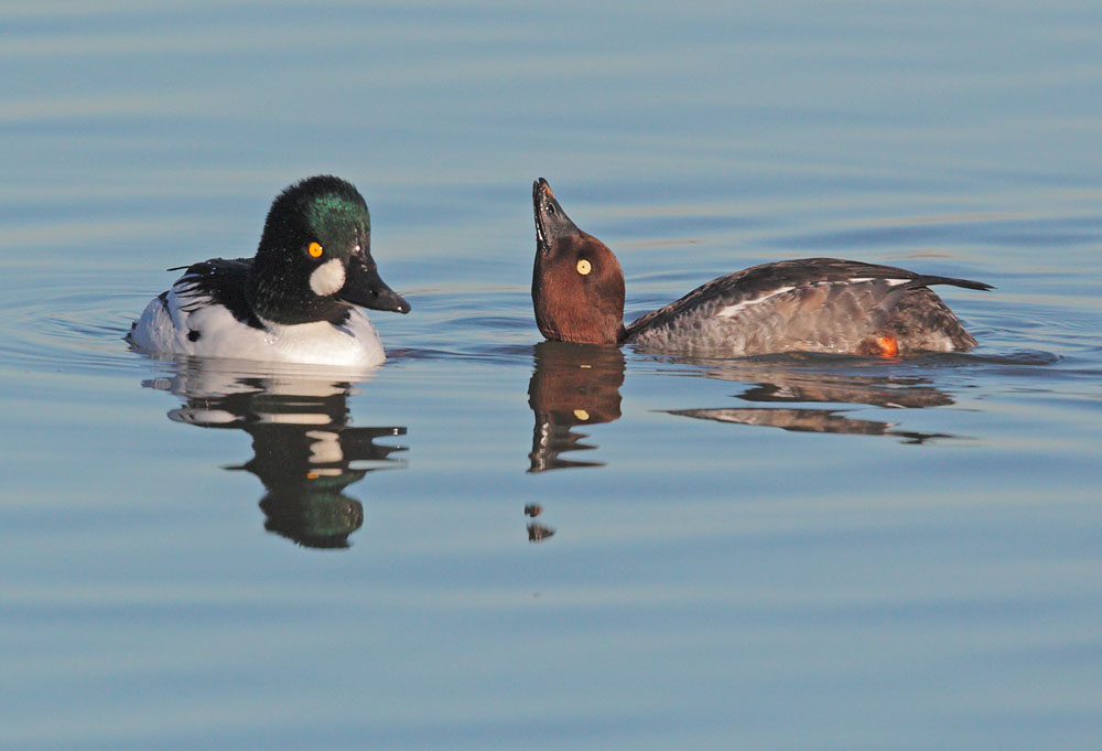 Common Goldeneye