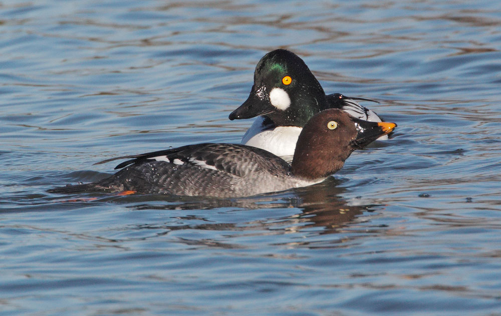 Common Goldeneye