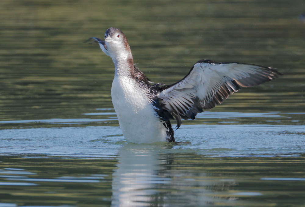 Common Loon