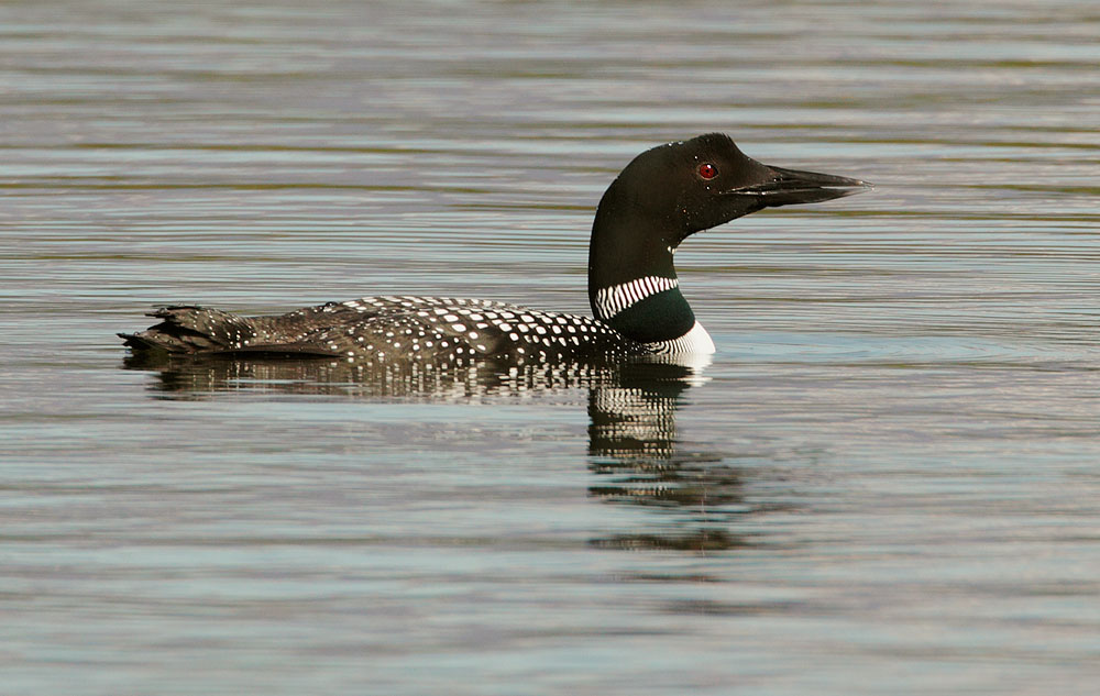 Common Loon