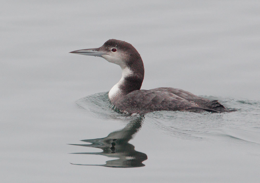 Common Loon