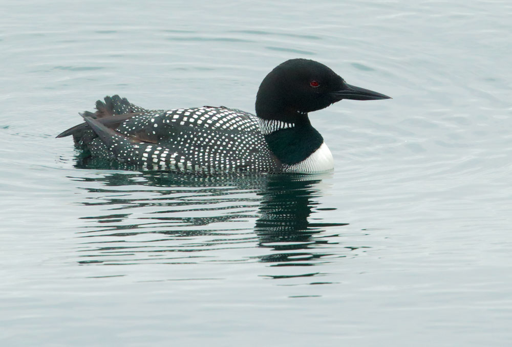 Common Loon