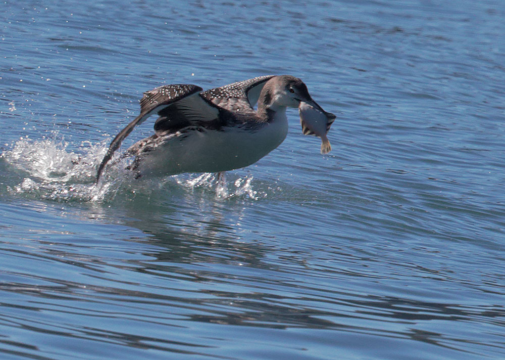 Common Loon