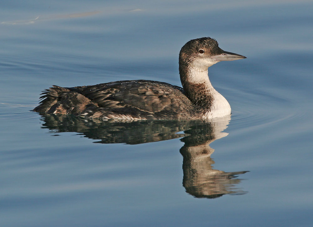 Common Loon