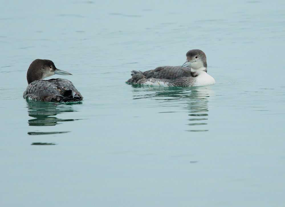 Common Loons