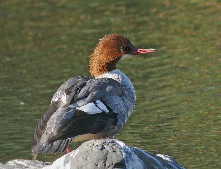 Common Merganser, female, 11/26/05, Almaden Lake Park