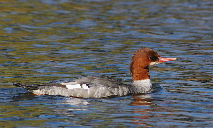 Common Merganser, female, 11/26/05, Almaden Lake Park