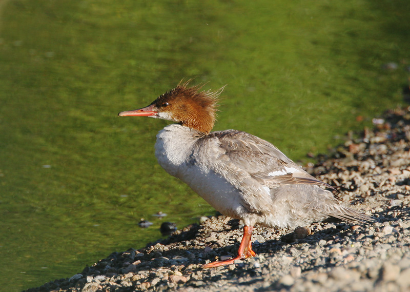 Common Merganser, non-breeding, 6/17/06, Lake Almaden