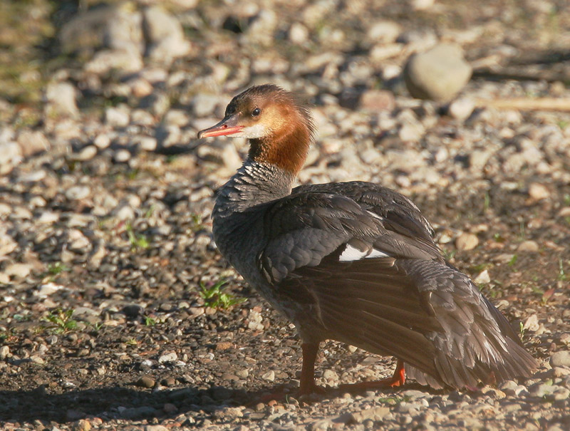Common Merganser, non-breeding, 6/17/06, Lake Almaden
