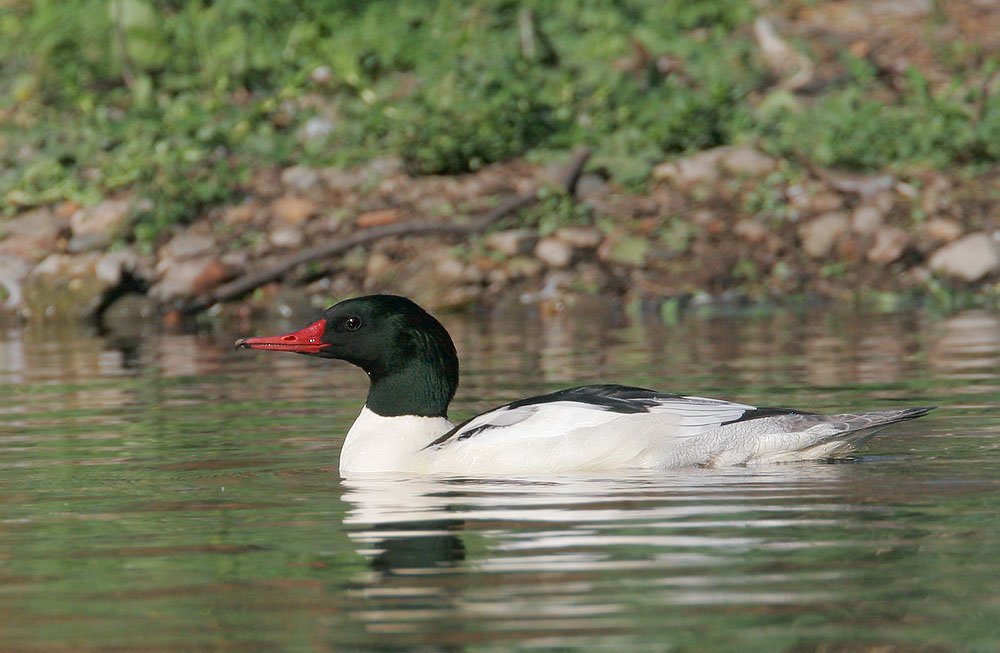 Common Merganser, male, 11/25/06, Lake Almaden, San Jose