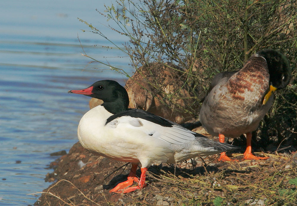 Common Merganser, male, 11/25/06, Lake Almaden, San Jose