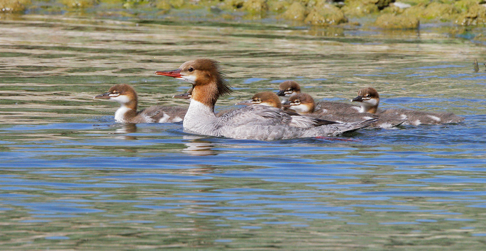 Common Mergansers, female with chicks, 6/1/07, Russian River, Healdsburg, Sonoma Co