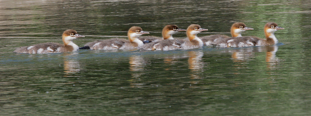 Common Mergansers, chicks, 6/1/07, Healdsburg, Russian River, Sonoma Co