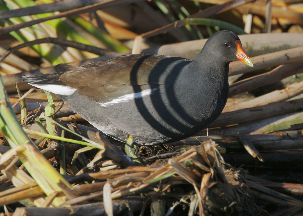 Common Gallinule