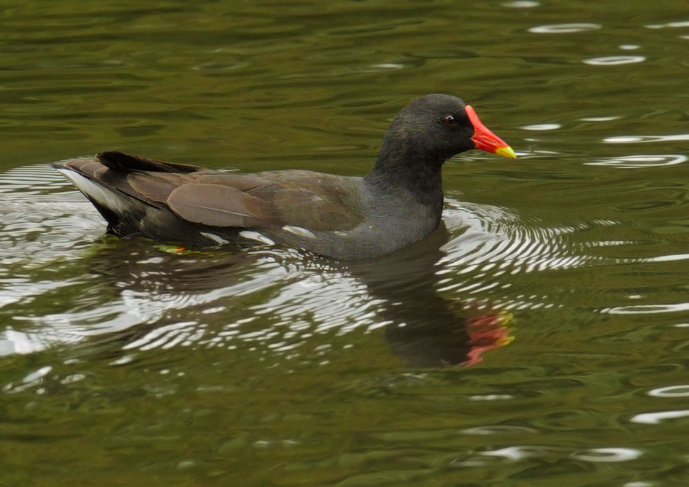 Common Moorhen