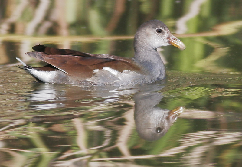 Common Gallinule