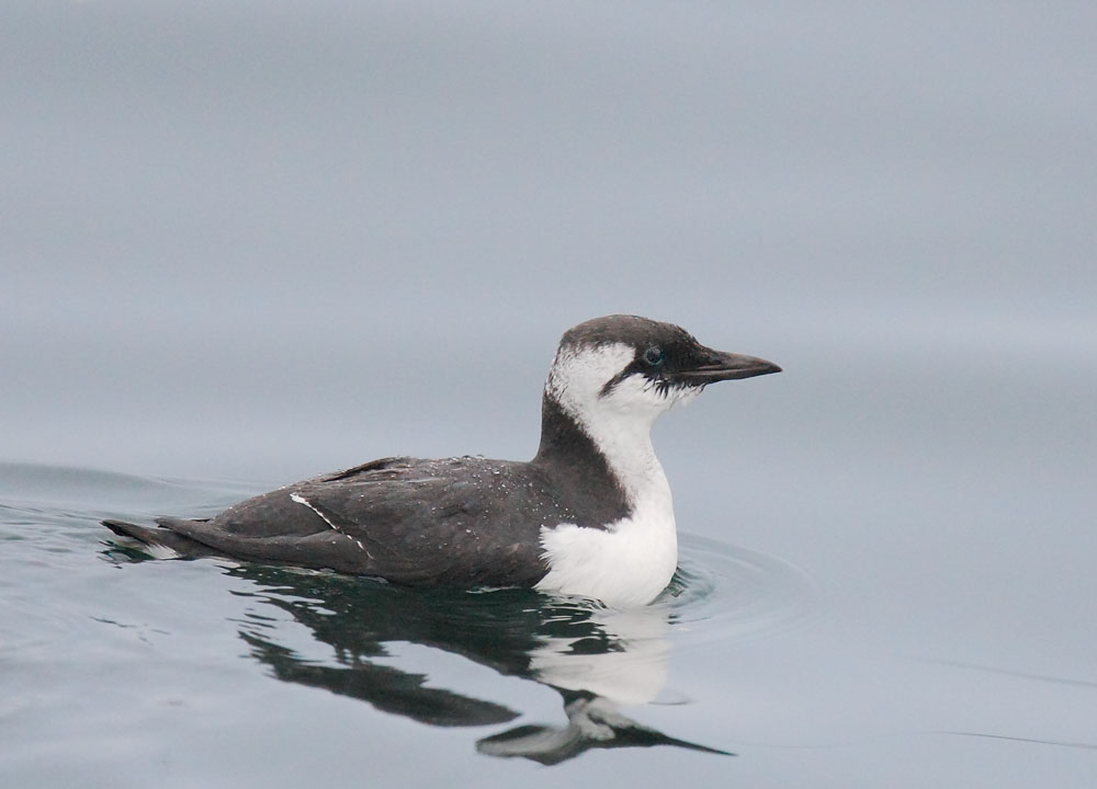 Common Murre