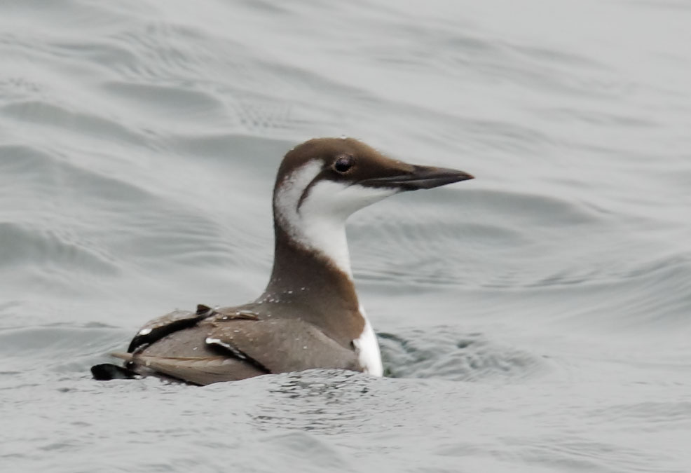 Common Murre
