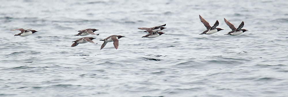 Common Murres