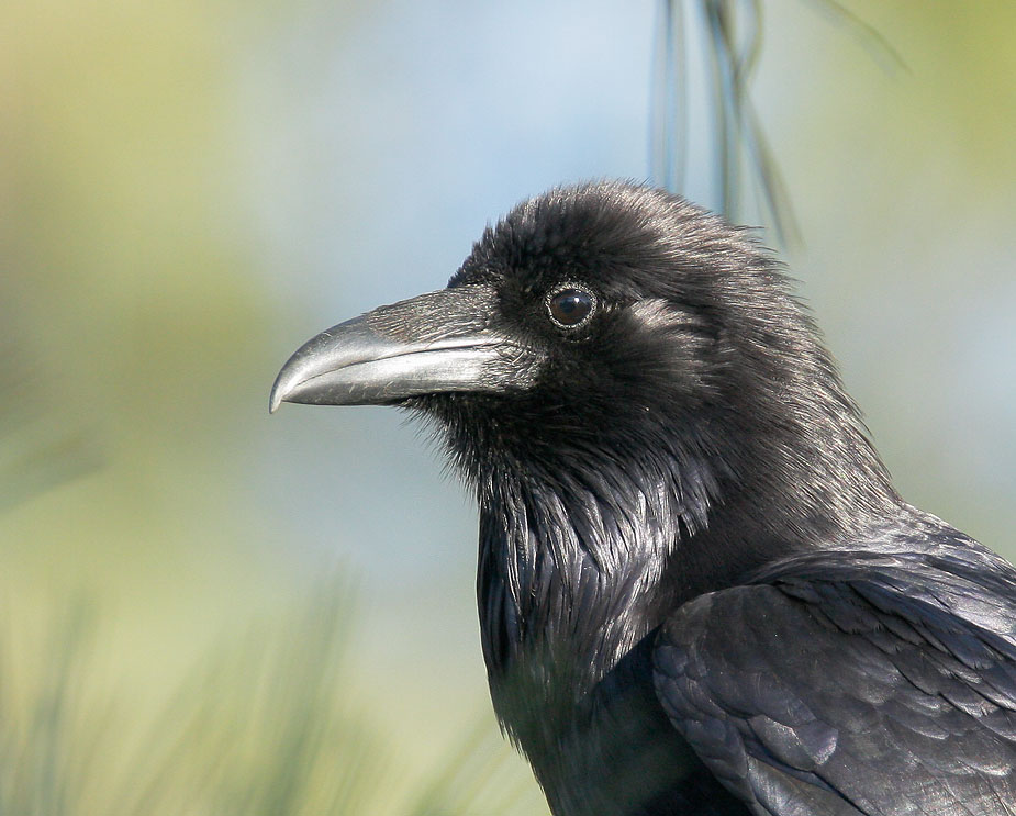 Common Raven, 1/13/08, Torrey Pines Park, San Diego Co
